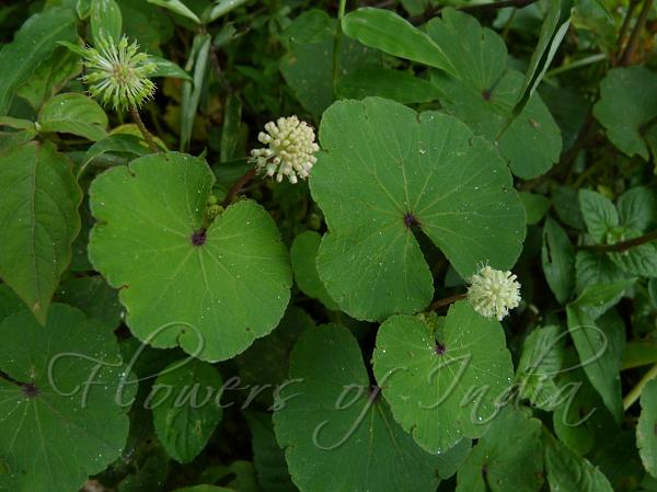 Hydrocotyle Himalaica Himalayan Pennywort